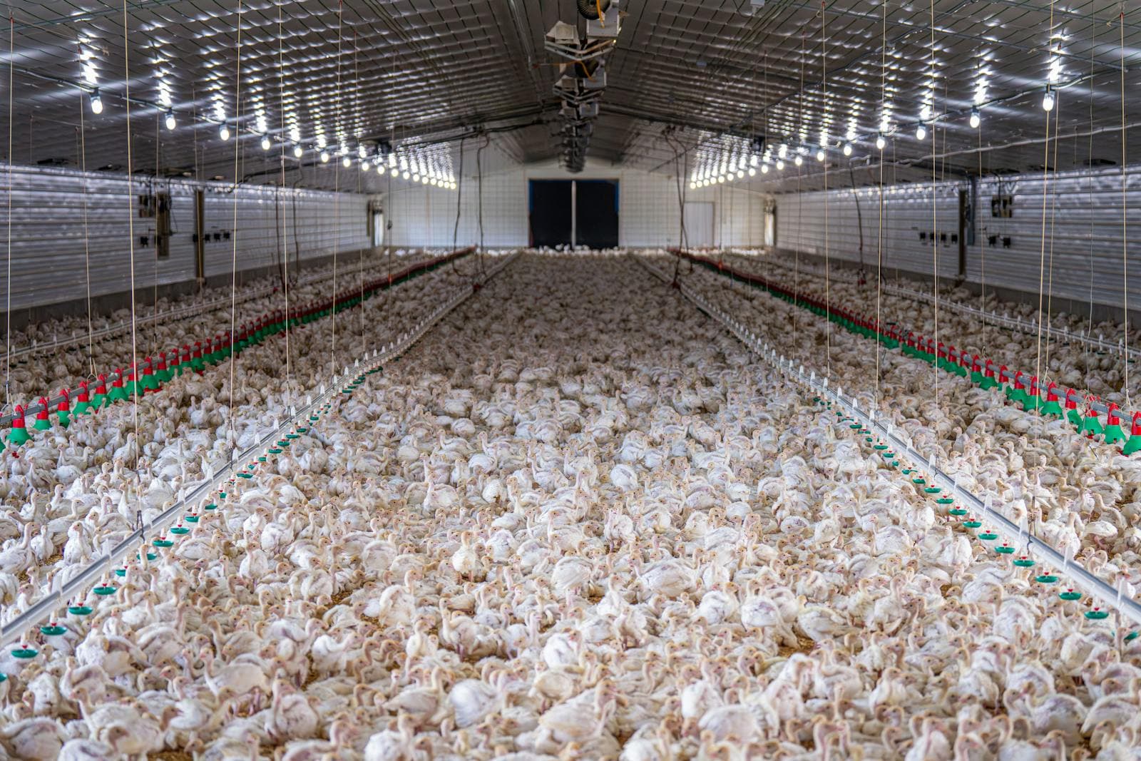 Broiler chickens inside a poultry house where daily water intake is the earliest performance signal