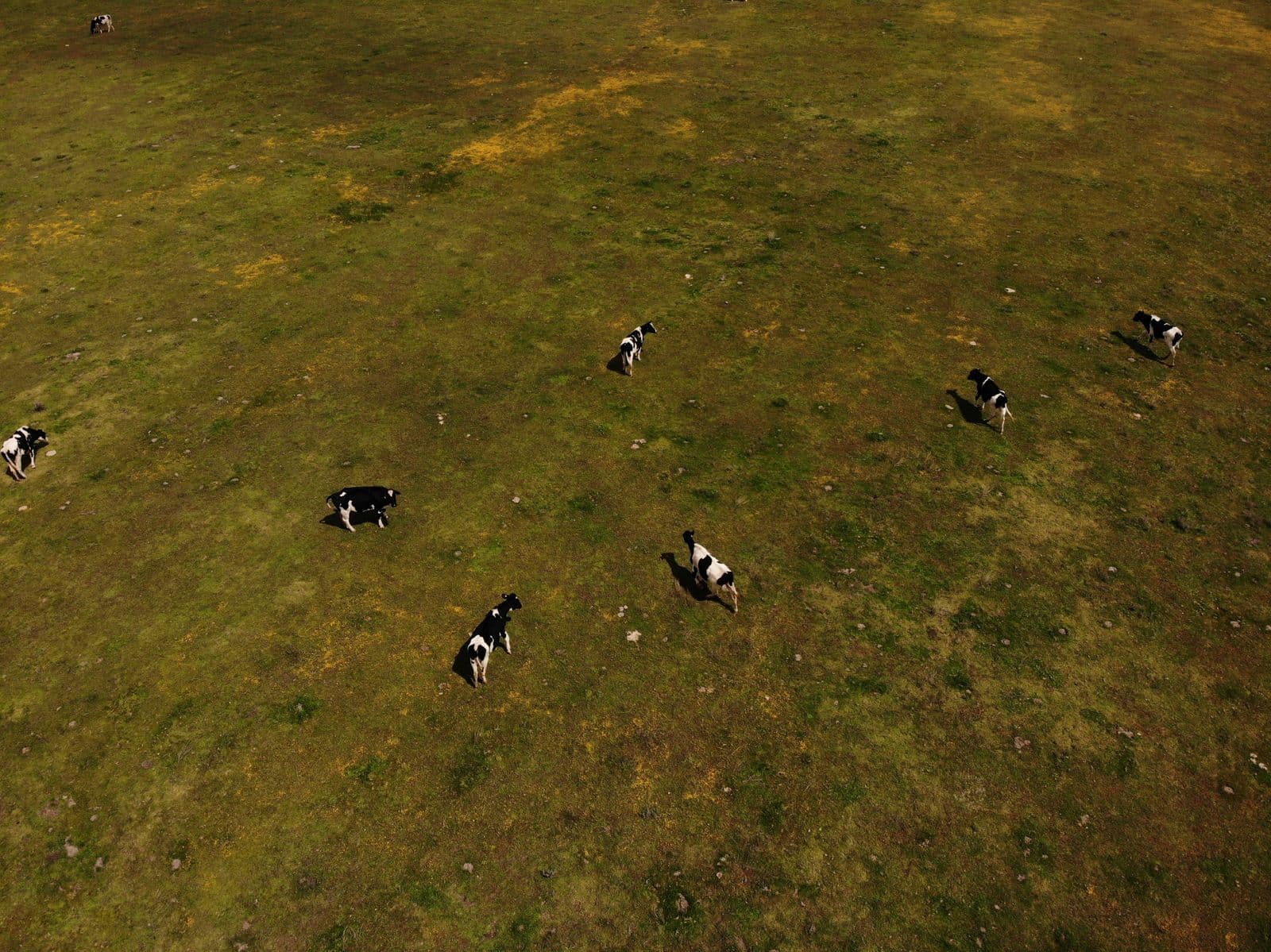 Aerial view of cattle grazing on pasture for EUDR polygon and FMD zone export evidence