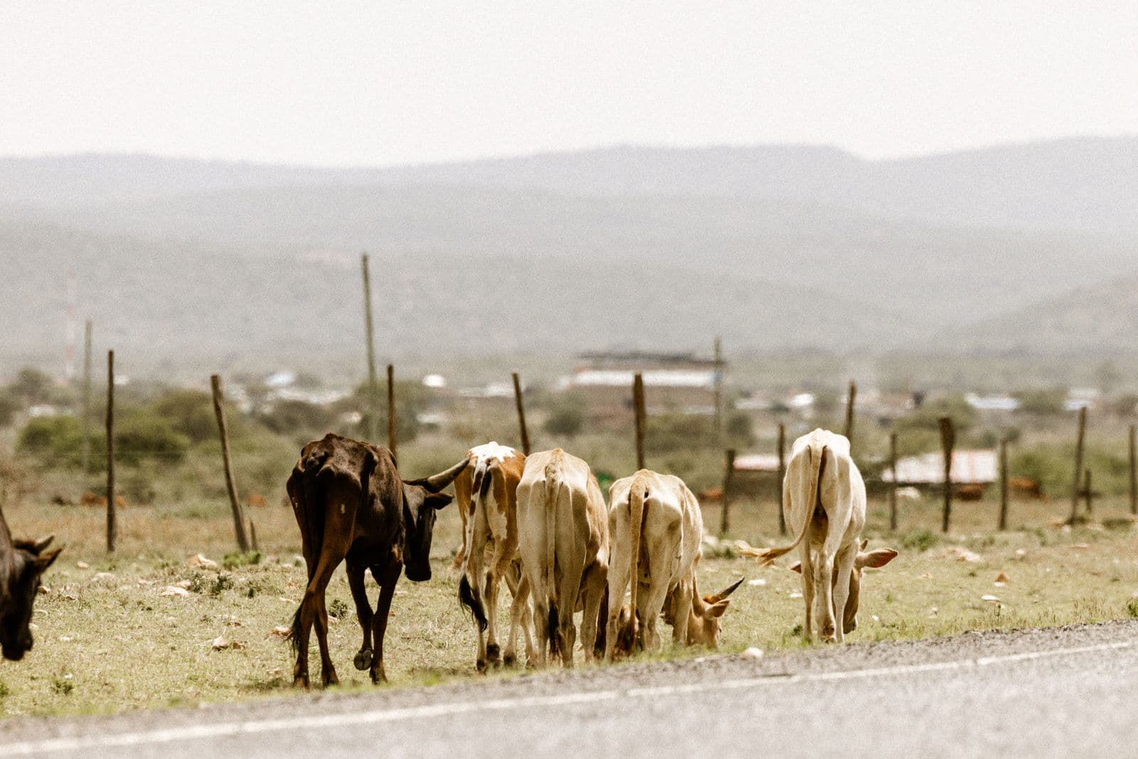 Cattle grazing beside a rural road in dry open rangeland for SADC export compliance evidence