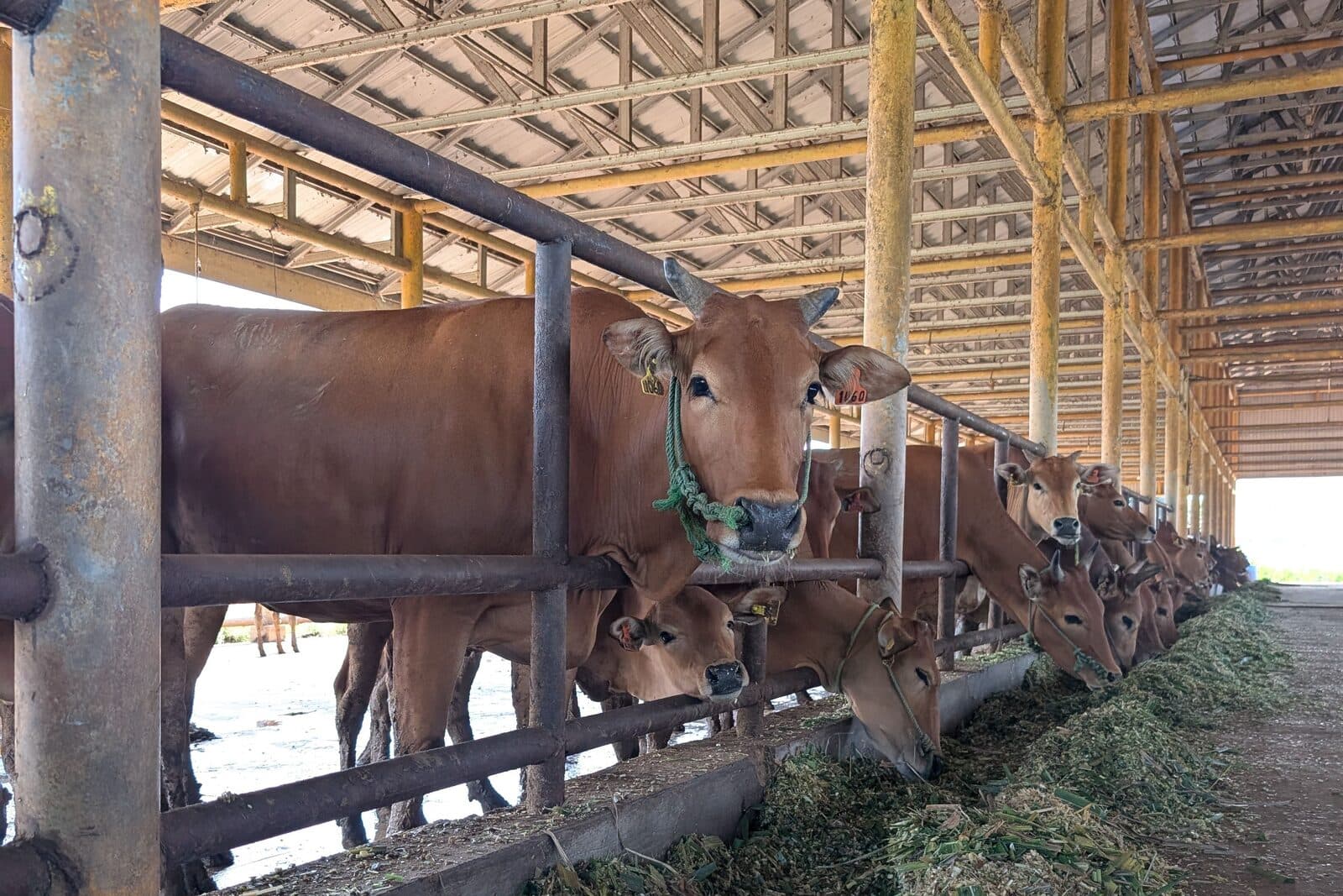Livestock feeding along a barn feed bunk, the feed conversion input to the production efficiency factor