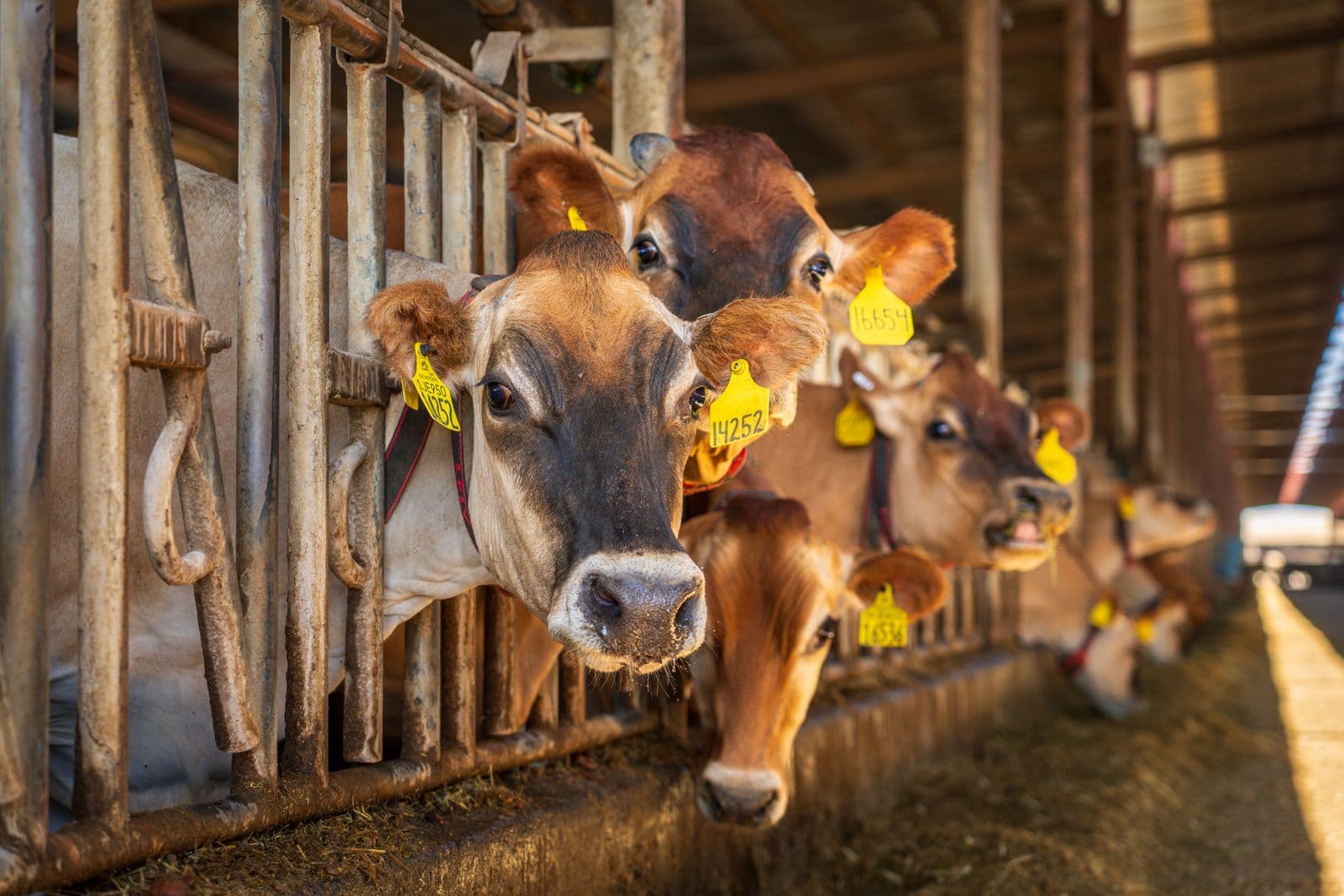 Close-up of ear-tagged dairy cattle for recording the first animal profile