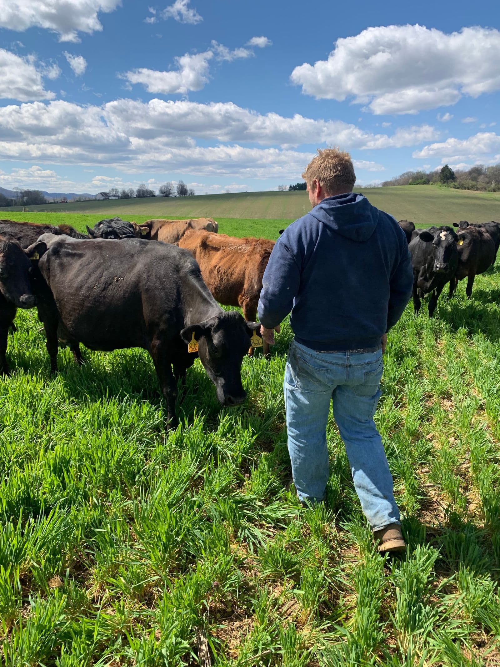 Farmer walking through a cattle herd while setting up a livestock management workflow