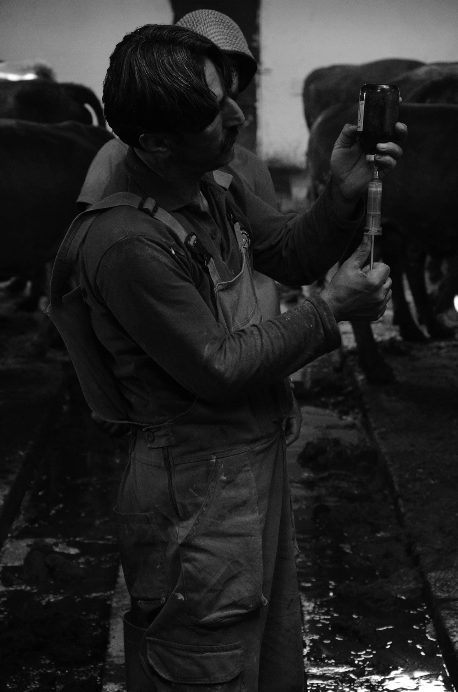Livestock worker drawing a veterinary product into a syringe, one of the three sources of a withdrawal period