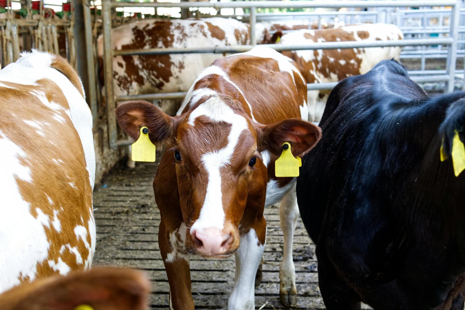 Ear-tagged cattle in a livestock pen for farm record keeping and animal identification